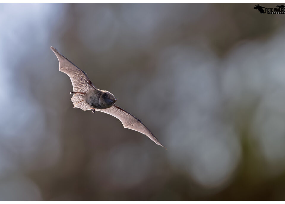 Pipistrelle bat