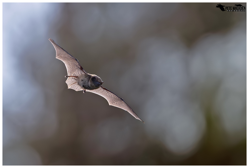 Pipistrelle bat