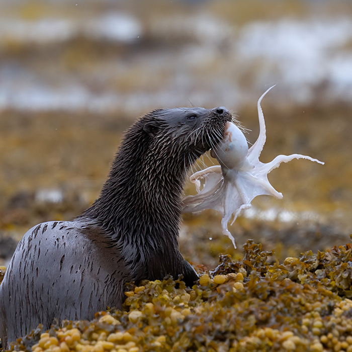 OtterSq